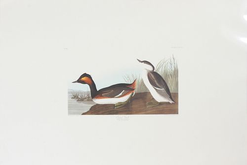AFTER JOHN JAMES AUDUBON OFFSET LITHOGRAPHIC REPRODUCTION, PLATE 404, H 11", W 17 1/2", IMAGE, "EARED GREBE" 