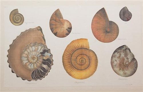 La Roche Laffitte, (French, b. 1943), Six works: Shells