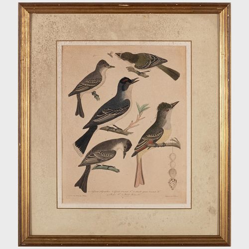 After Alexander Wilson (1766-1813): Ornithological Prints: Five Plates