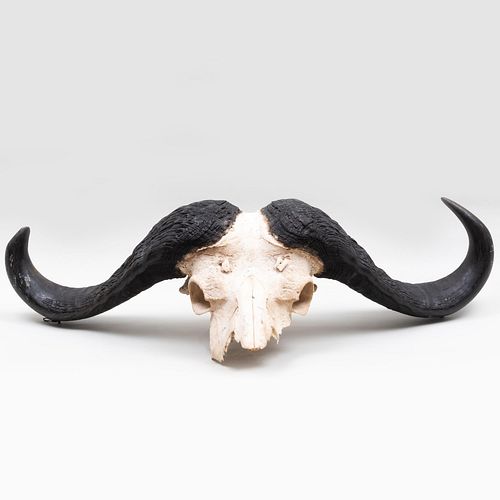 Cape Buffalo Trophy Skull