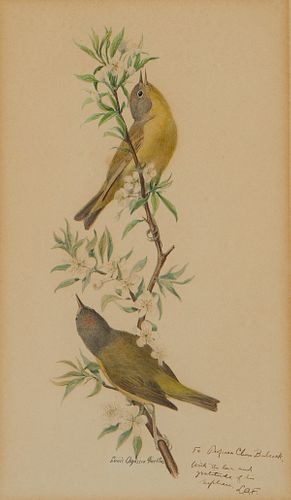 Louis Agassiz Fuertes "Warblers" Watercolor