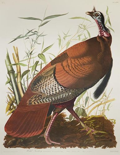 Audubon, John James (1785-1851) The Birds of Ameri