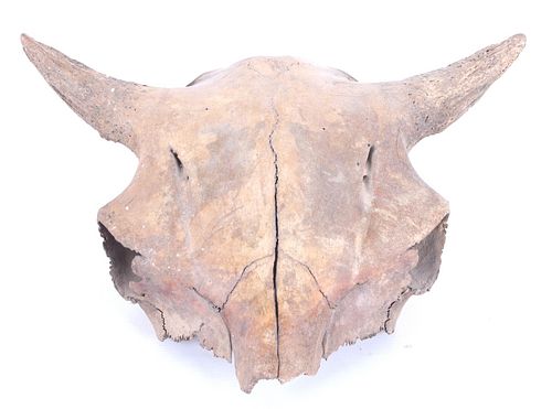 Petrified Montana Occidental Calf Skull