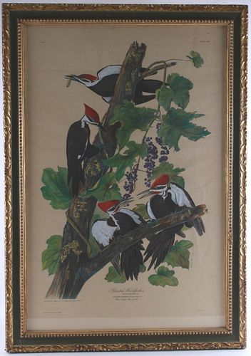Audubon's Pileated Woodpecker Lithograph 1950's