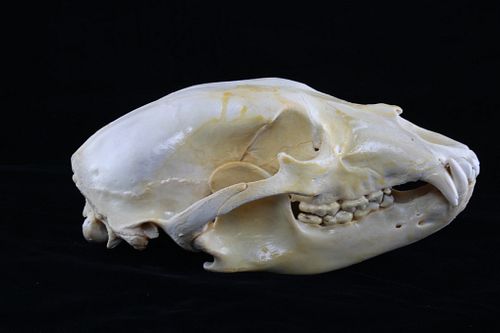 Montana Black Bear Skull