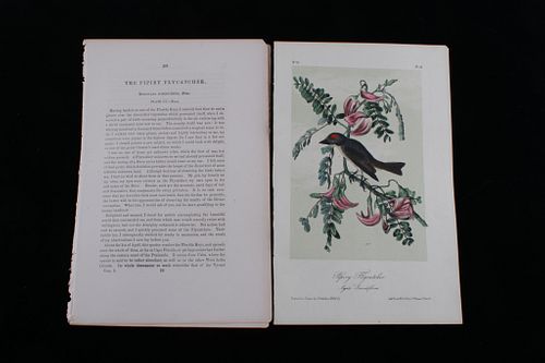 JJ Audubon 2nd Ed. Octavo "Pipiry Flycatcher"