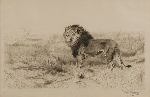 Friedrich Wilhelm Kuhnert (1865-1926), Lion