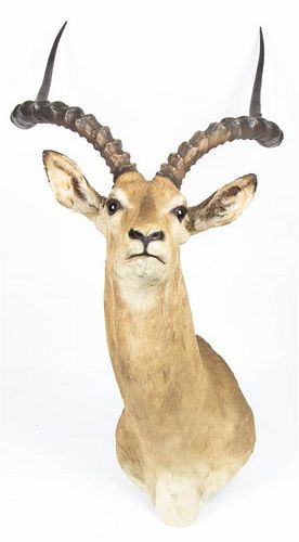 A Taxidermy Shoulder Mount of an Impala. Height overall 38 inches.