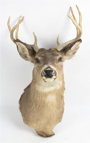 A Taxidermy Shoulder Mount of a Deer. Height 30 inches.