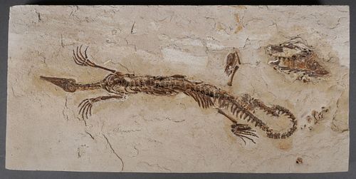 South American Mesosaur Lizard Fossil