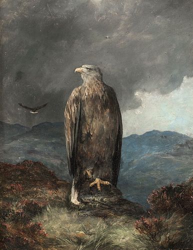 PORTRAIT OF A WHITE TAILED SEA EAGLE OIL PAINTING