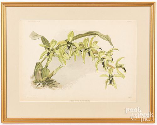 Six Joseph Mansell orchid lithographs