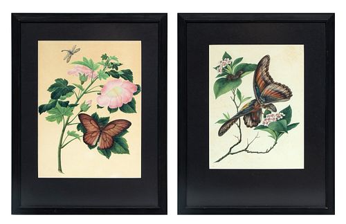 19th Century Hand Colored Engravings On Paper, Butterfly Studies, 2 Works H 14.25'' W 11.5''