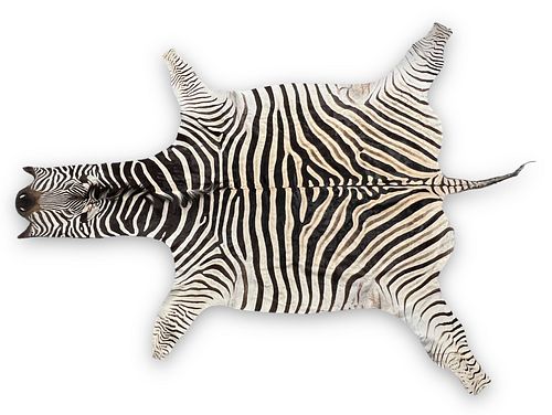 Taxidermy Zebra Rug