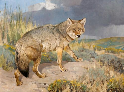 Carl Rungius (1869-1959) Prairie Wolf