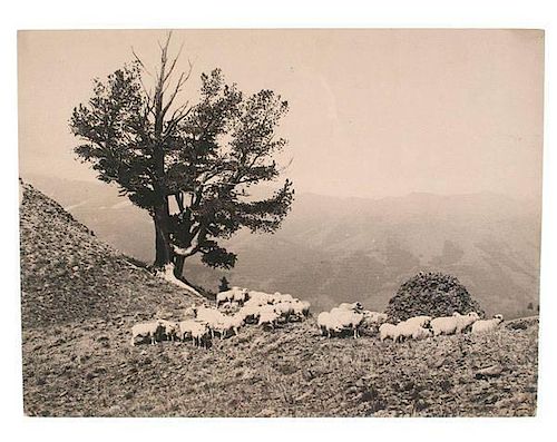 Charles J. Belden Photograph of Grazing Sheep 