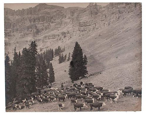 Charles J. Belden Photograph of Cowboys Herding Cattle 