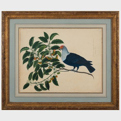 George Edwards (1694-1773): Pigeon