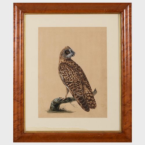 Peter Paillou (c. 1745-c. 1806): Short Eared Owl