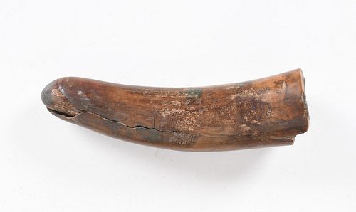 A Fossil Mastodon Tusk Section