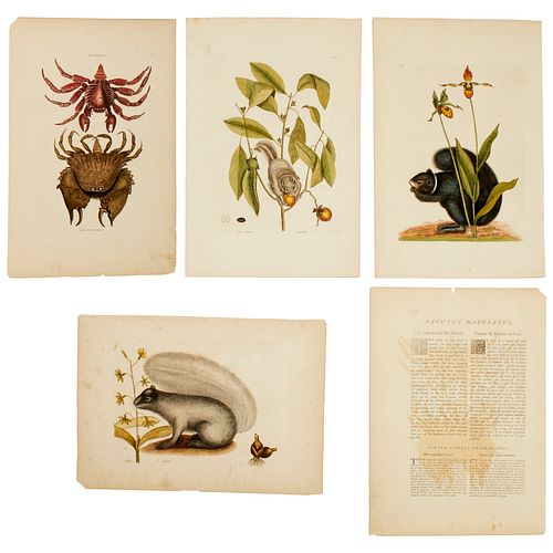 Mark Catesby, (4) hand-colored engravings