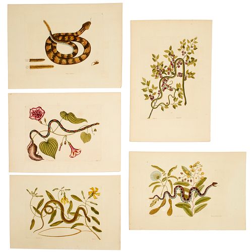 Mark Catesby, (5) hand-colored snake engravings