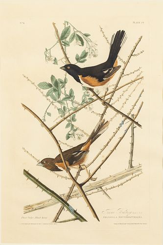 J.J. Audubon, Towee Bunting, Havell Edition
