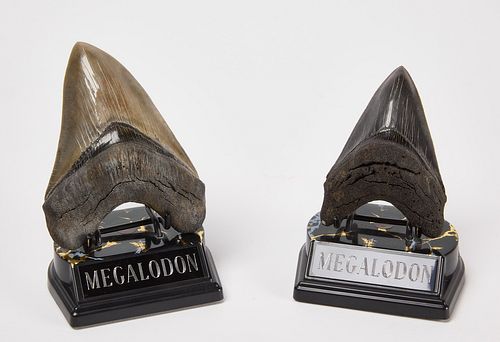 Two Megalodon Shark Teeth