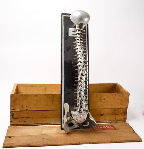 Dr Fleet - Spinal Demonstrator in Box