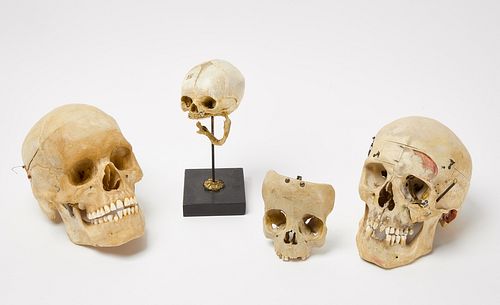 Four Human Skulls