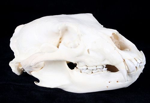 Professional Taxidermy Large Black Bear Skull