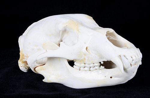 Professional Taxidermy Black Bear Skull