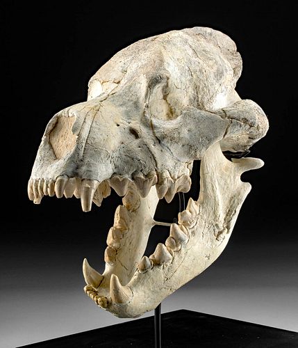 Rare Fossilized Dinocrocuta Skull (Terrible Hyena)