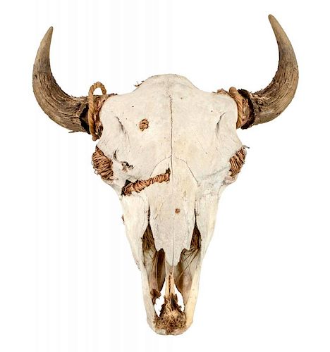 Large Authentic Buffalo Skull.