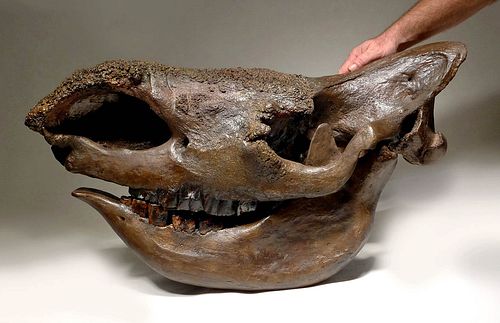 Belgian Pleistocene Fossilized Woolly Rhinoceros Skull