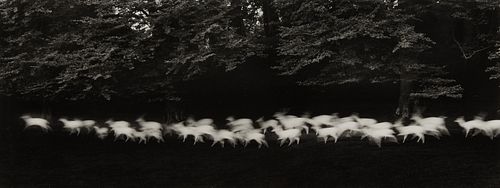 Paul Caponigro "Running White Deer" Photograph