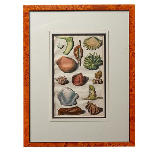 Polychrome Hand Colored Prints of Mollusk