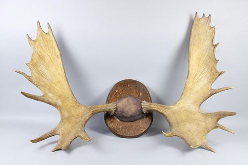 Large 51-in Moose Antler Trophy Mount with 26 Points