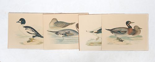 Four Bird Prints by Beverly R. Morris