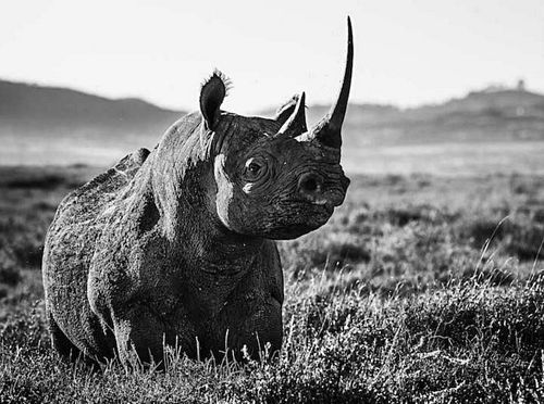 David Yarrow, White Rhino 2014 Signed & numbered AP