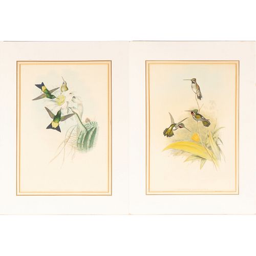 J. Gould & H.C. Richter Two Ornithological Lithographs