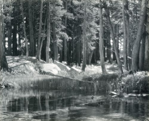 Ansel Adams (Am. 1902-1984), Lodgepole Pines, Lyell Fork of the Merced River, Yosemite National