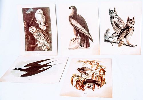 5 piece Audubon Prints
