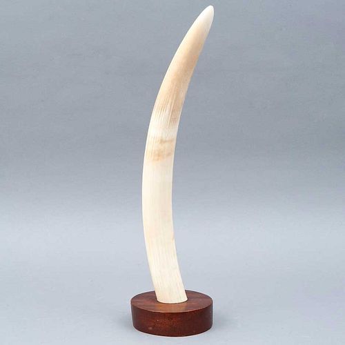 COLMILLO. SXX. Marfil de elefante, sin tallar; con base de madera. Ligeros detalles de conservación. 47 cm de longitud.