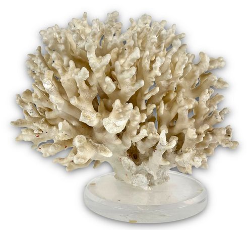 Large Coral Specimen