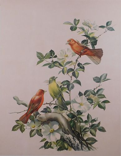 Roger Tory Peterson: Ornithology Print