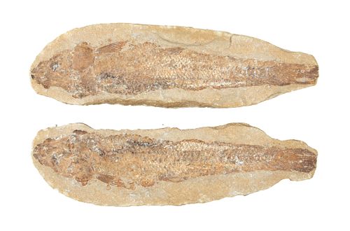 Fish Fossil Specimen, L 11.5'' 2 pcs