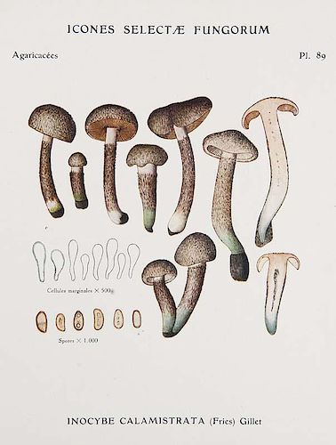 Konrad, Paul u. André Maublanc
Mykologie. - Icones selectae fungorum. 6 Bde. (5 Tafelbde. u. 1 Textbd.)Mit 500 Farb- und 4 P