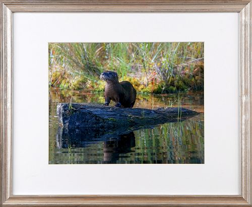 RIVER OTTER - ALGONQUIN PROVINCIAL PARK by Martin Ramsey