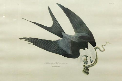 J.J. Audubon (American, 1785-1851)- Intaglio Print